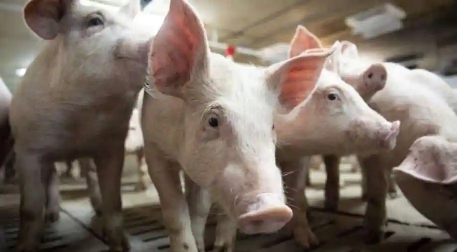 Gamers listen up! Even pigs can play video games, study has found, Science News
