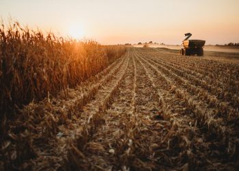 Grain markets turn quiet following strong export demand