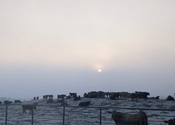 Peel: Winter Storm Impacts Cattle, Cowboys and Markets