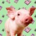 Scientists have successfully taught pigs to play video games